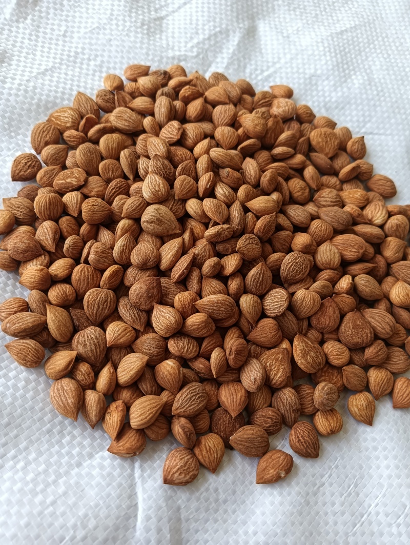 苦杏仁药用不食用产地加工厂发货