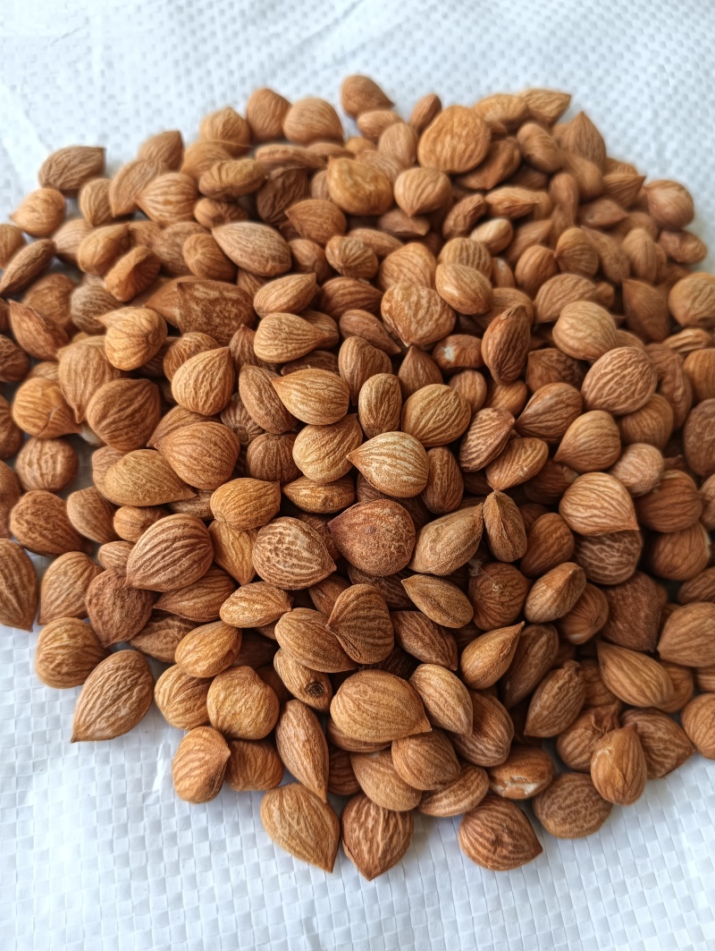 苦杏仁药用不食用产地加工厂发货