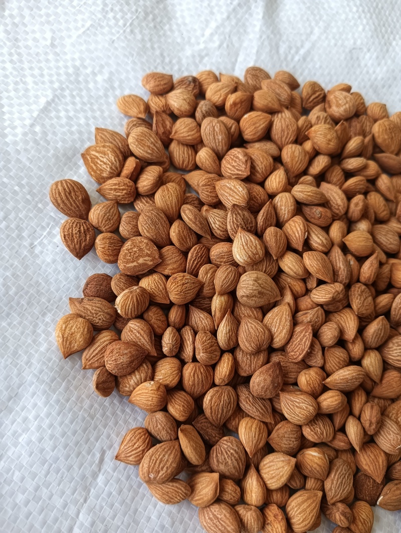 苦杏仁药用不食用产地加工厂发货