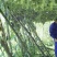 东方神果——广西桂林罗汉果（中果）生果。