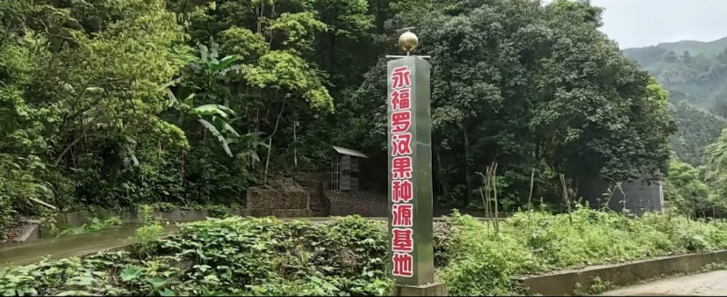 东方神果——广西桂林罗汉果（中果）生果。
