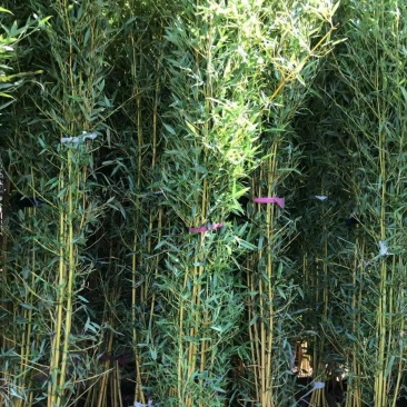 金镶玉竹苗金竹苗基地现挖苗移植苗用庭院别墅民宿公园小区