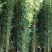 金镶玉竹苗金竹苗基地现挖苗移植苗用庭院别墅民宿公园小区