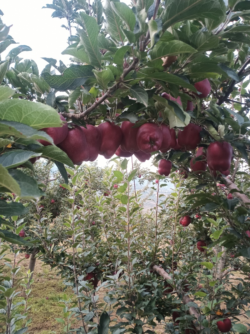 高原花牛冰包苹果，有需要的老板联系，不影响口感