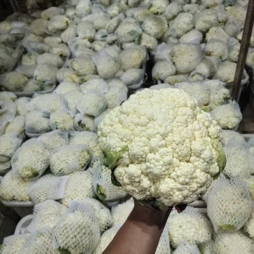 云南好货散花菜大小合适