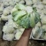 云南好货散花菜大小合适
