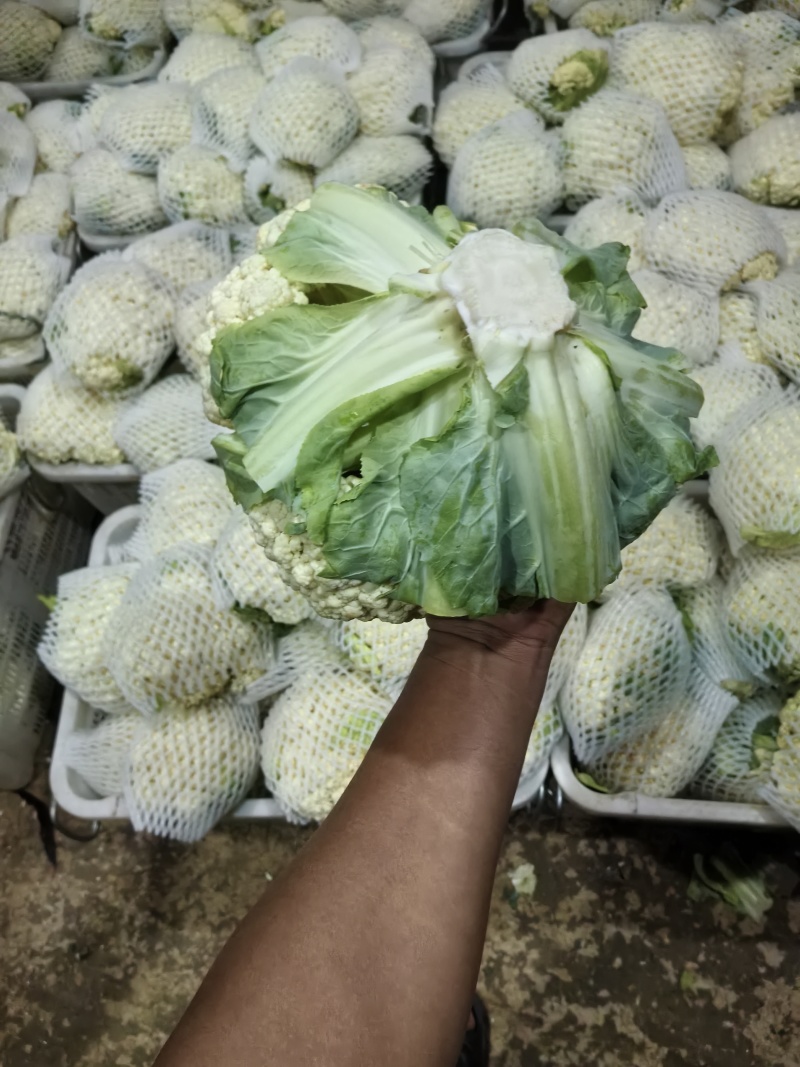 云南好货散花菜大小合适