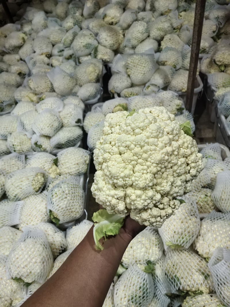云南好货散花菜大小合适