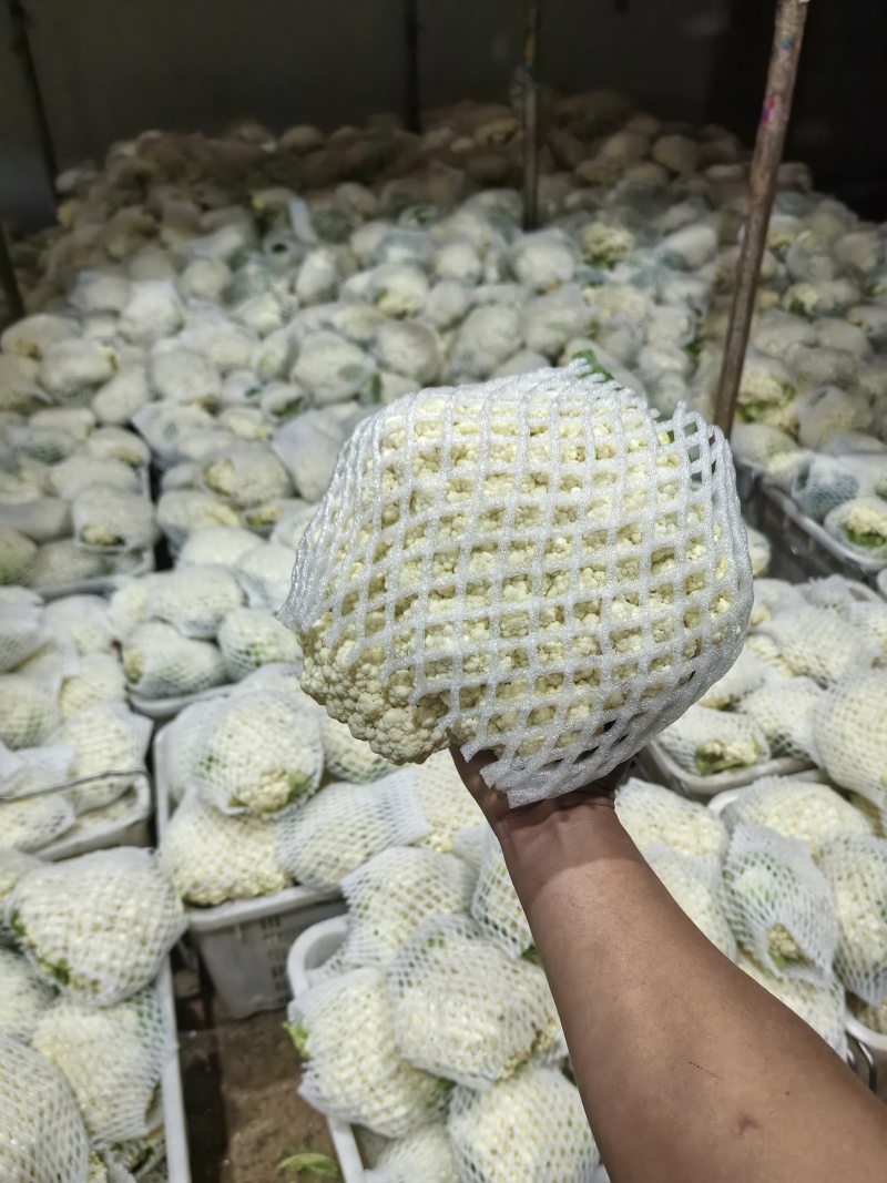 云南好货散花菜大小合适