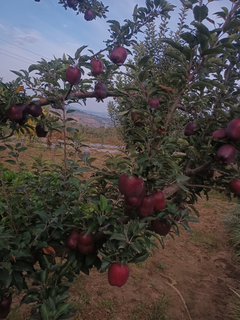 高原花牛冰包苹果，有需要的老板联系，不影响口感