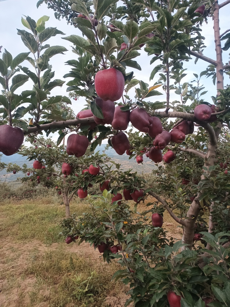 高原花牛冰包苹果，有需要的老板联系，不影响口感