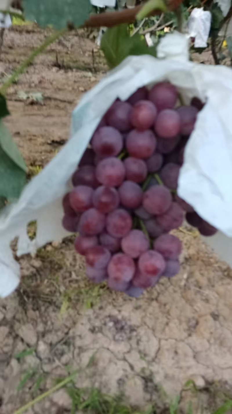 【陕西红提】大荔红提/陕西葡萄/颗粒饱满/一件代发日供应