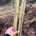 金镶玉竹苗金竹苗基地现挖苗移植苗用庭院别墅民宿公园小区