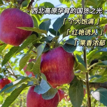 天水花牛苹果