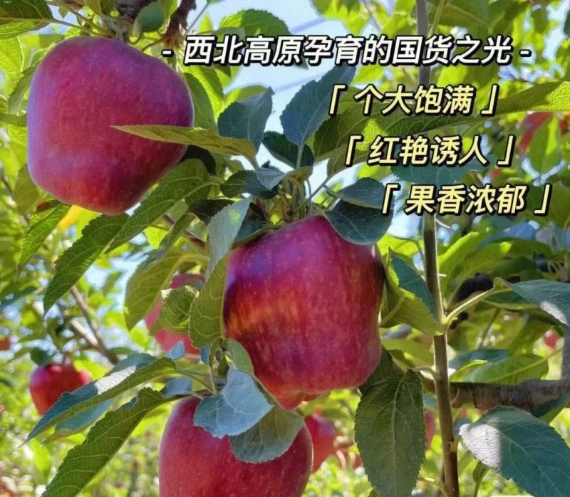 天水花牛苹果