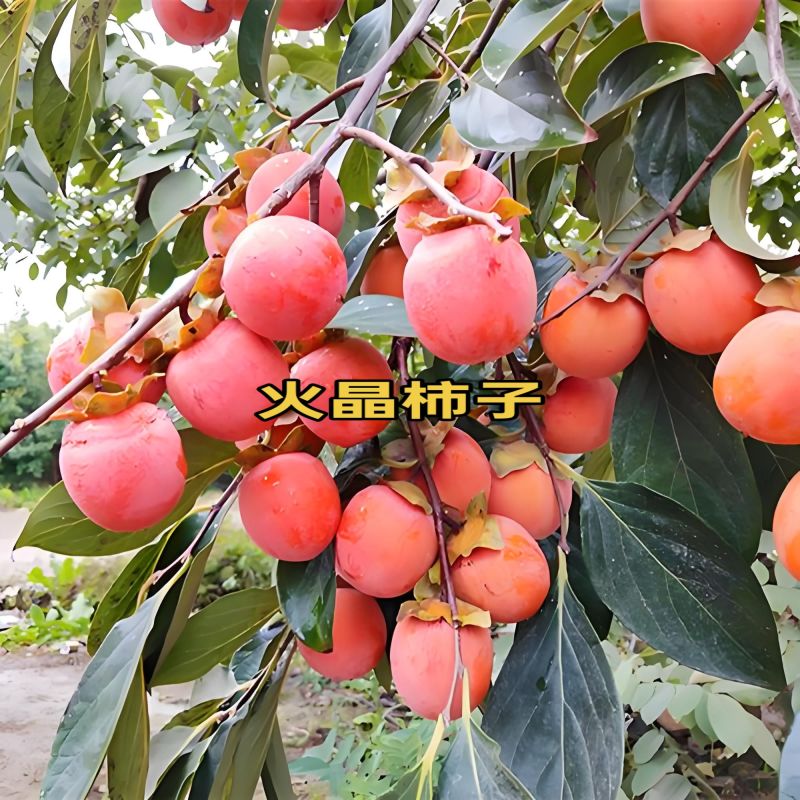 小火罐