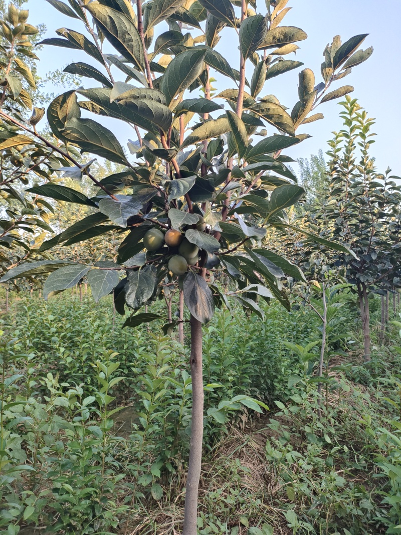 小火罐