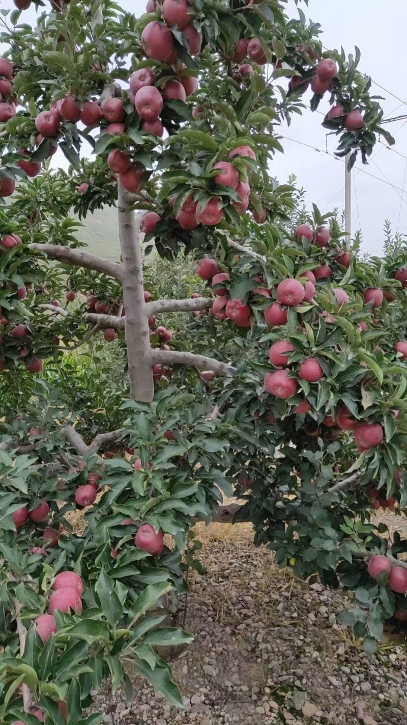 花牛苹果