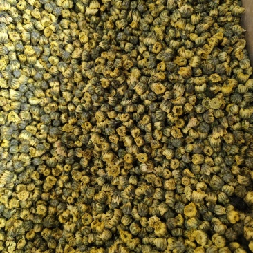 胎菊新货精选优质胎菊批发零售量大从优