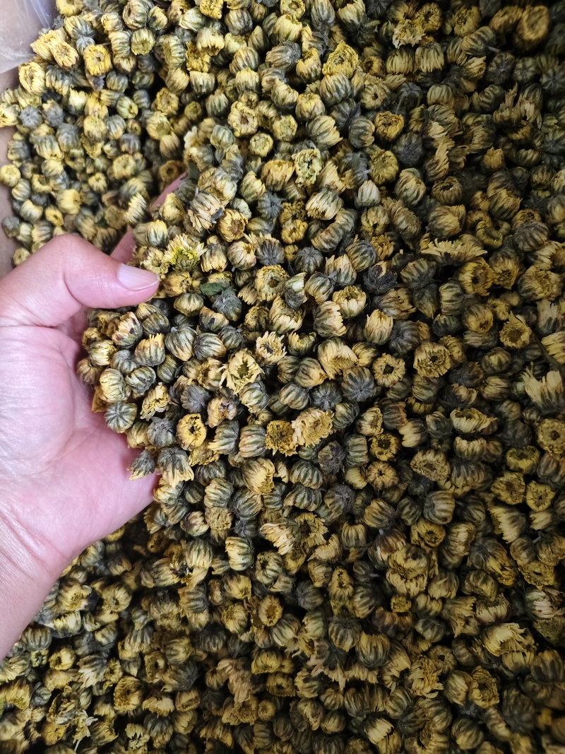 胎菊新货精选优质胎菊批发零售量大从优