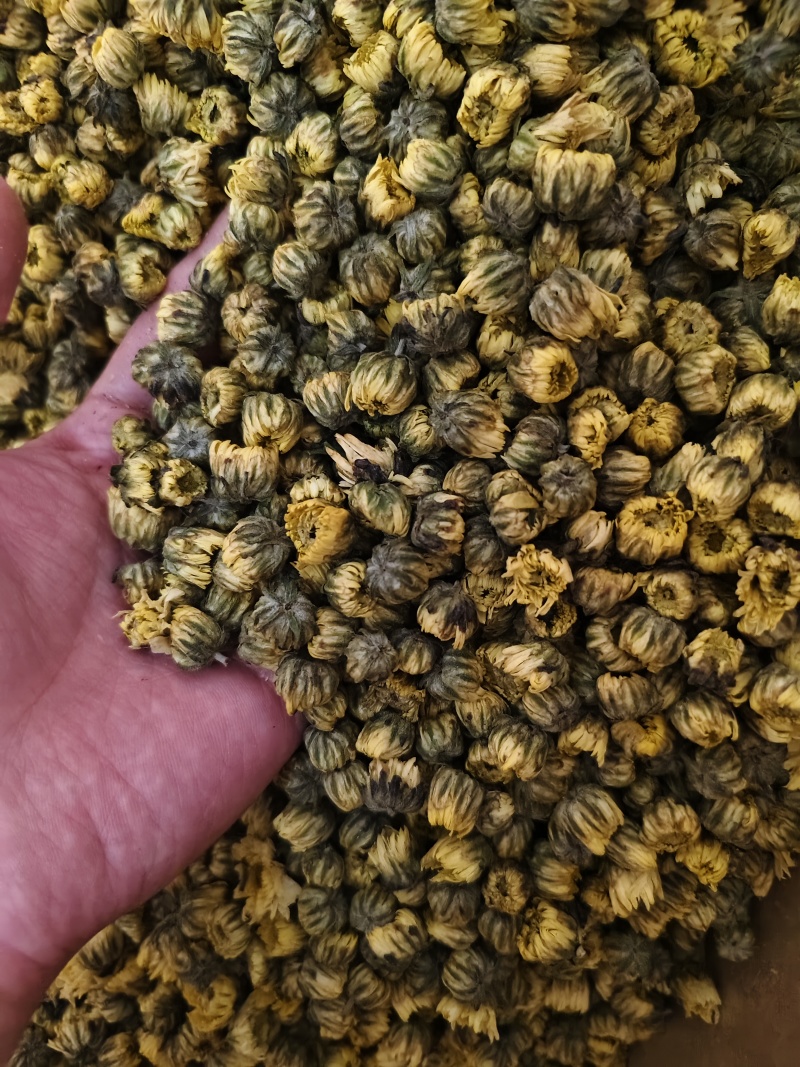 胎菊新货精选优质胎菊批发零售量大从优