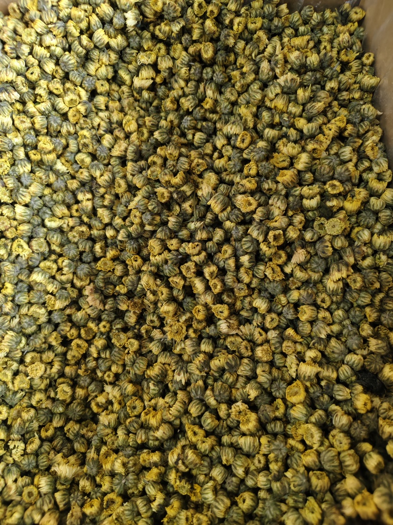胎菊新货精选优质胎菊批发零售量大从优