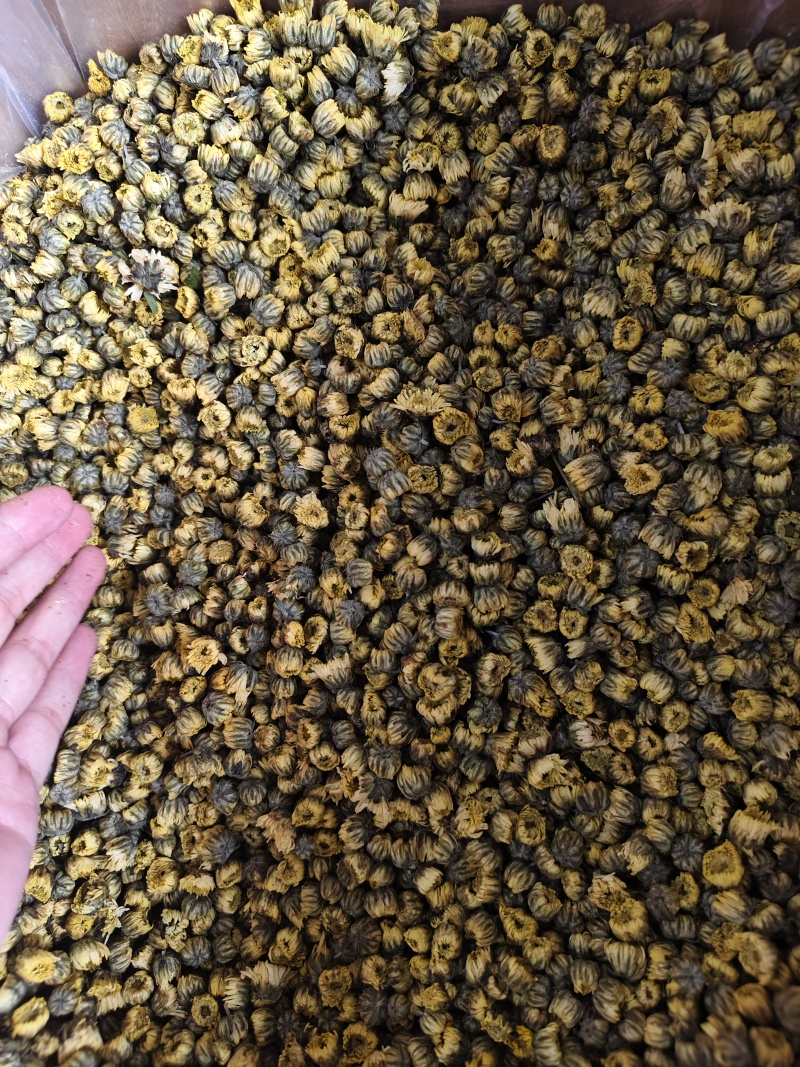 胎菊新货精选优质胎菊批发零售量大从优