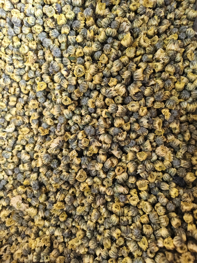 胎菊新货精选优质胎菊批发零售量大从优