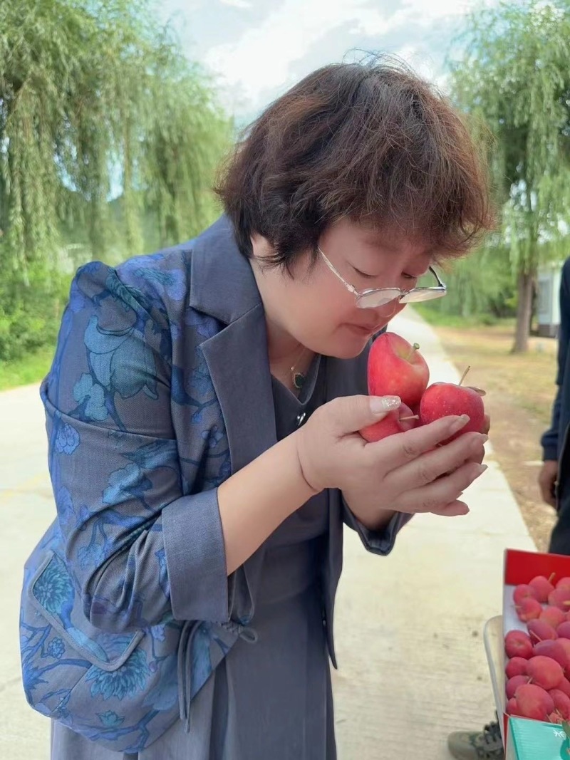 鸡心果海棠果河北承德产地大量有货现摘现发货源充足