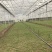 北京通州精品油菜/上海青基地新鲜直发品质保障欢迎联系