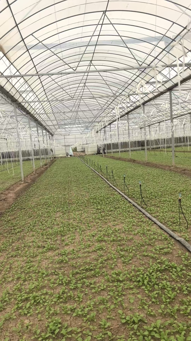 北京通州精品油菜/上海青基地新鲜直发品质保障欢迎联系