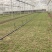 北京通州精品油菜/上海青基地新鲜直发品质保障欢迎联系