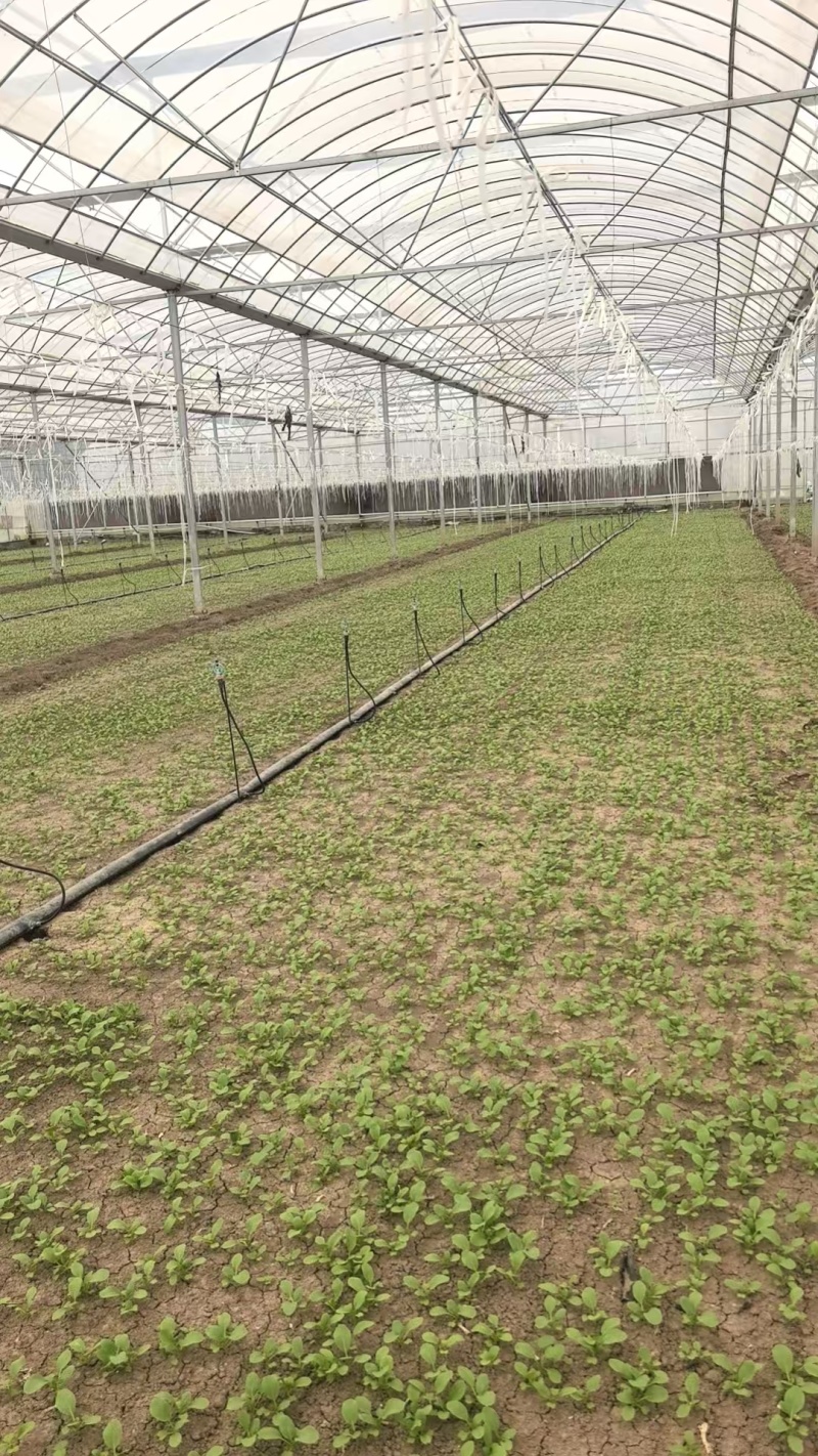 北京通州精品油菜/上海青基地新鲜直发品质保障欢迎联系