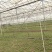 北京通州精品油菜/上海青基地新鲜直发品质保障欢迎联系