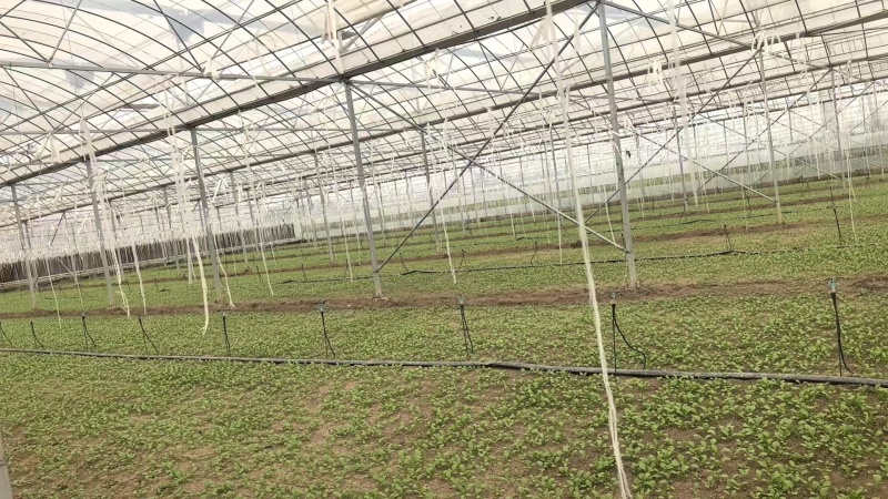 北京通州精品油菜/上海青基地新鲜直发品质保障欢迎联系