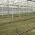 北京通州精品油菜/上海青基地新鲜直发品质保障欢迎联系