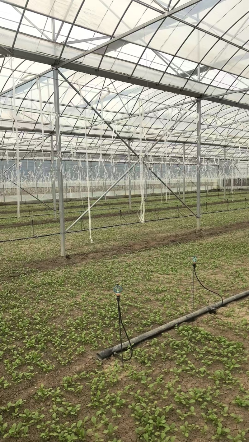 北京通州精品油菜/上海青基地新鲜直发品质保障欢迎联系