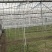 北京通州精品油菜/上海青基地新鲜直发品质保障欢迎联系