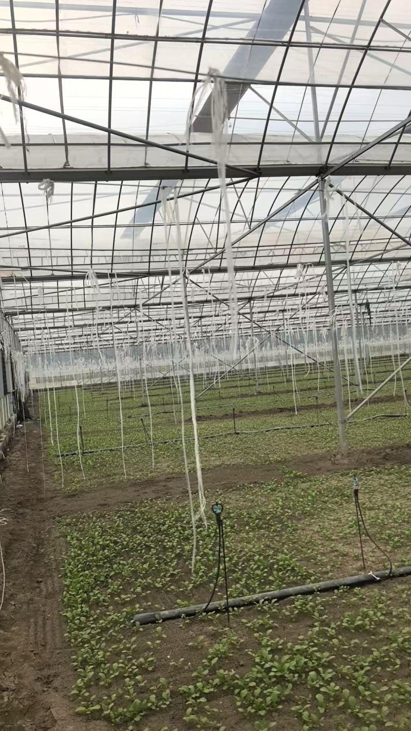北京通州精品油菜/上海青基地新鲜直发品质保障欢迎联系