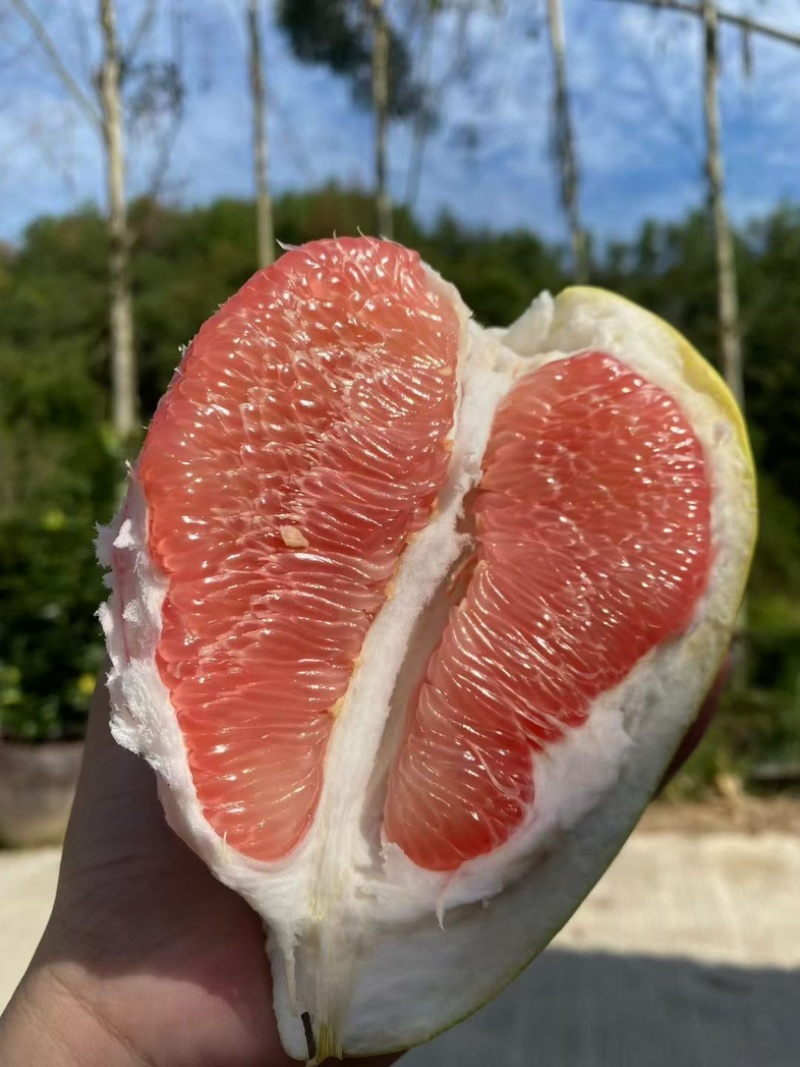 红肉三红柚