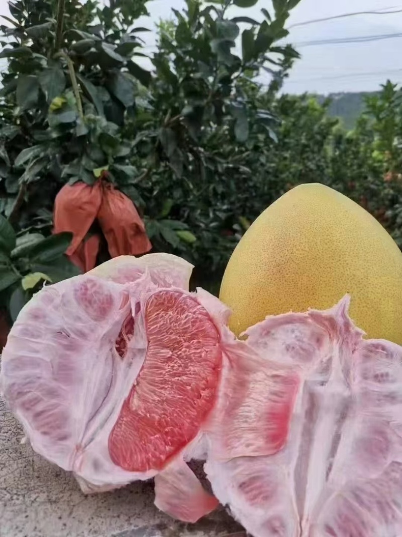 红肉三红柚