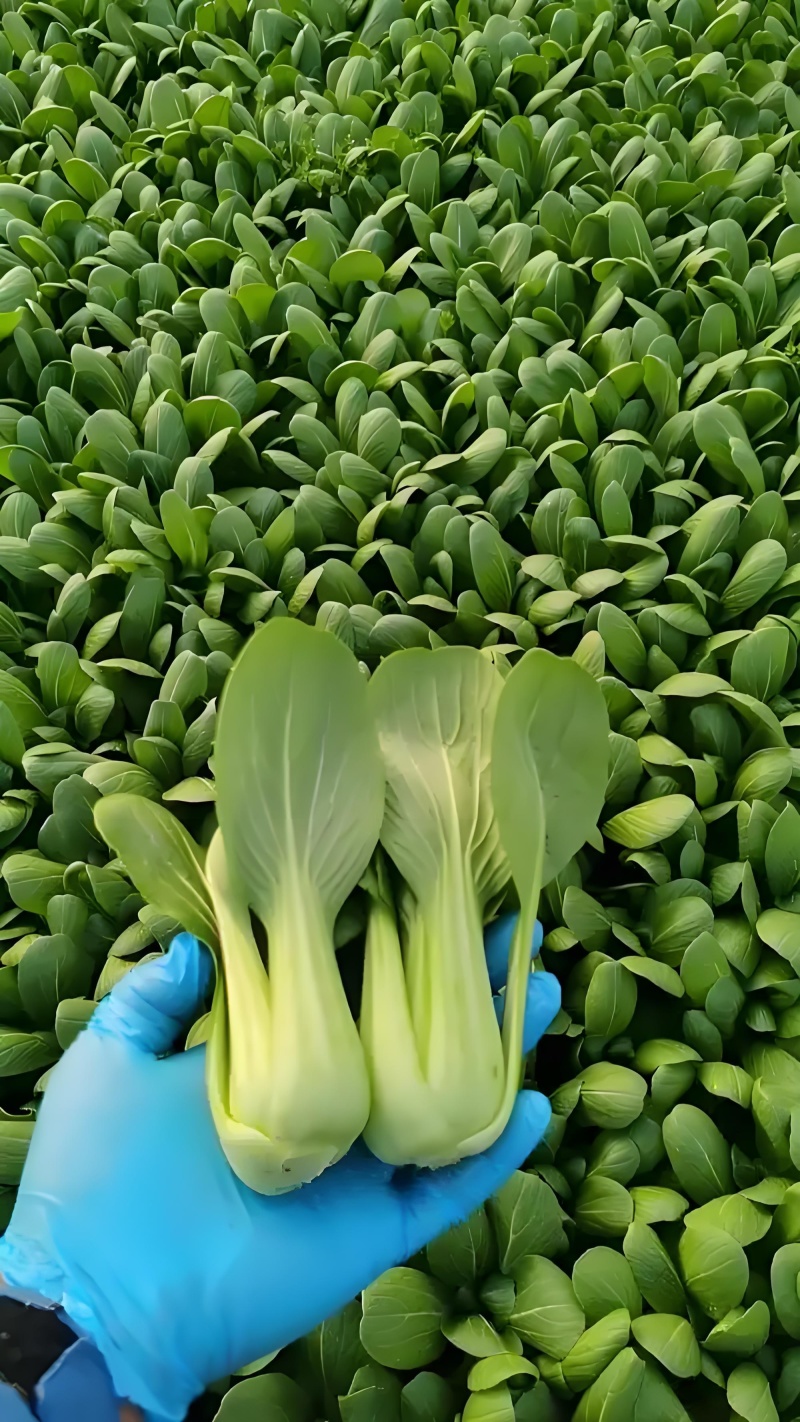 北京通州精品油菜/上海青基地新鲜直发品质保障欢迎联系