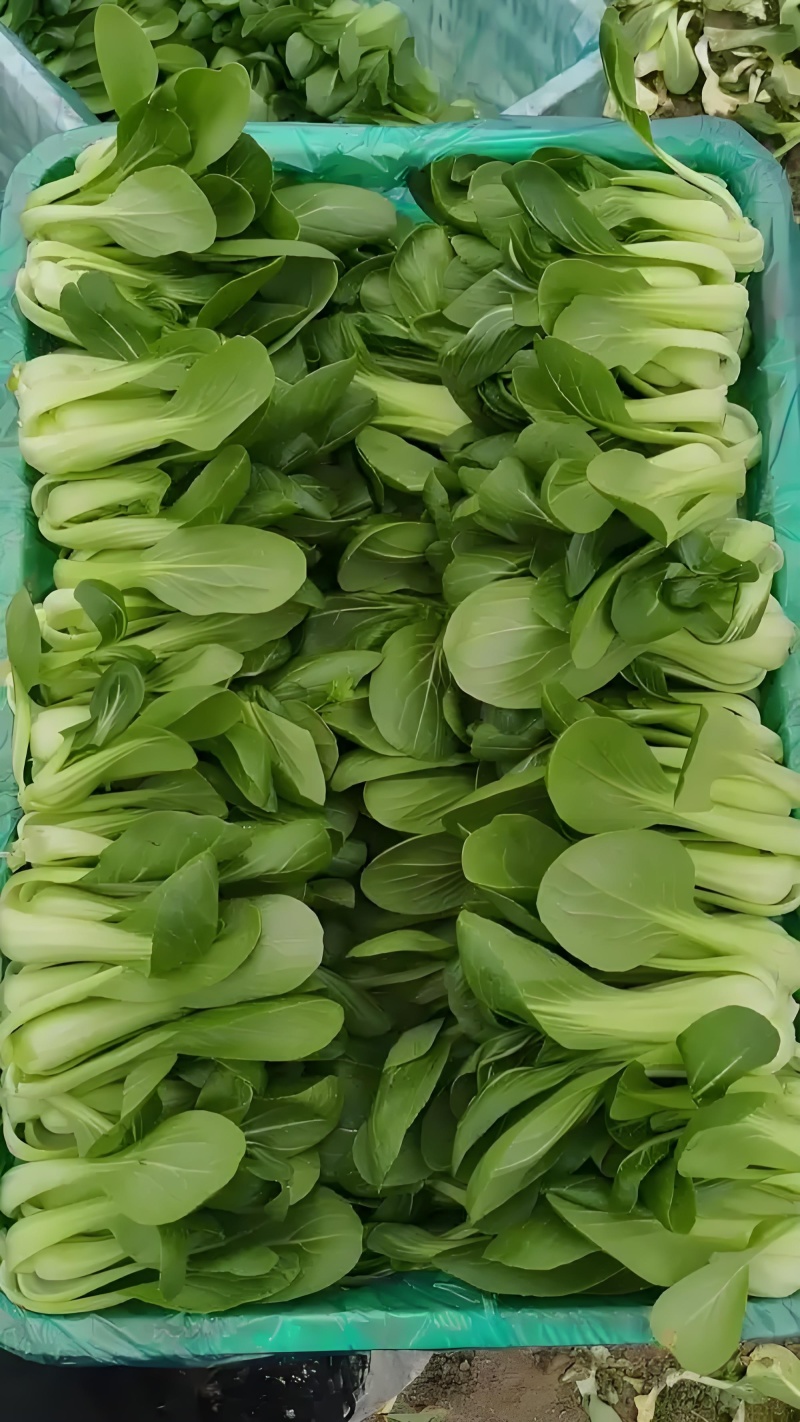 北京通州精品油菜/上海青基地新鲜直发品质保障欢迎联系