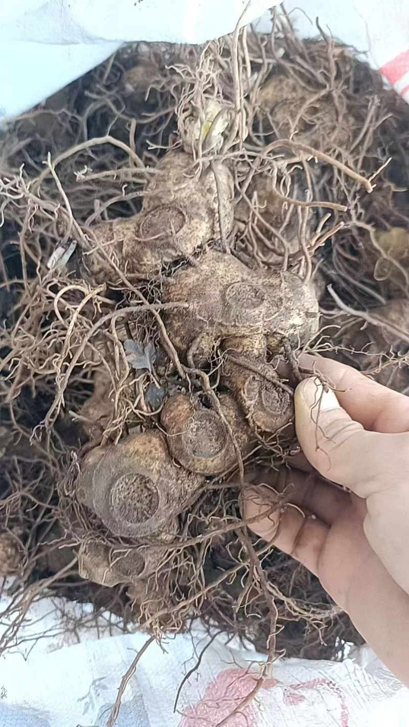 新鲜野生黄精