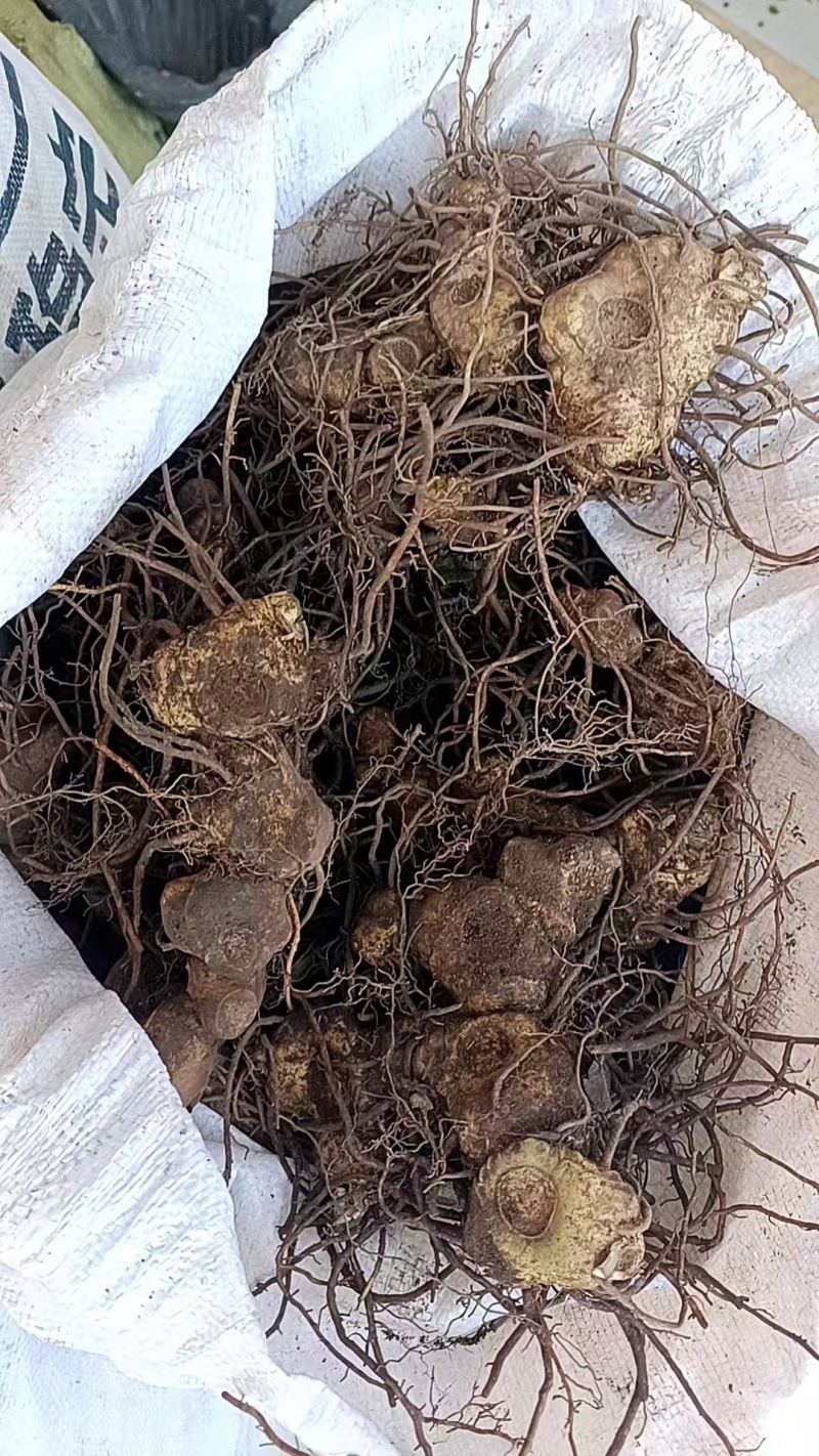 新鲜野生黄精