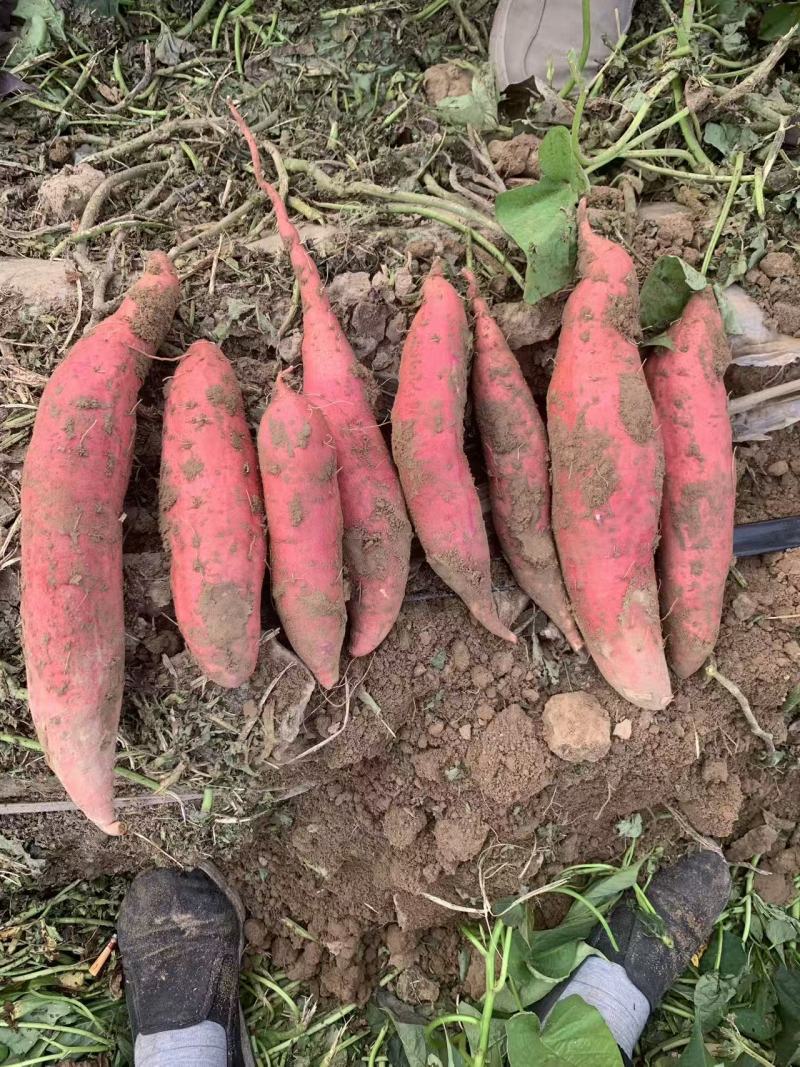 河北西瓜红红薯大量上市基地直供质量上乘一手货源全国发货