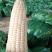 云南白糯玉米自家一手货源货量大颗粒饱满满穗承接电商加工团购