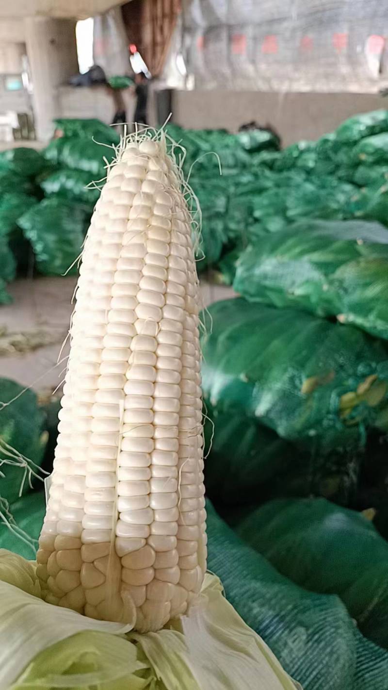 云南白糯玉米自家一手货源货量大颗粒饱满满穗承接电商加工团购