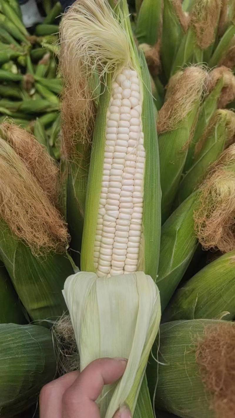云南白糯玉米自家一手货源货量大颗粒饱满满穗承接电商加工团购