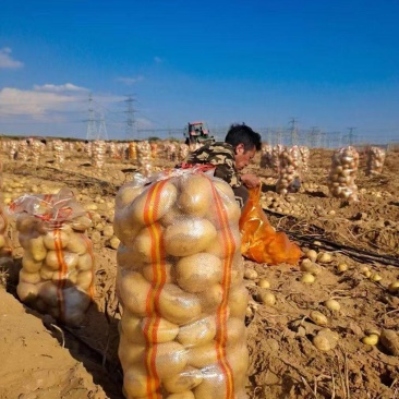 黄皮黄心精品土豆。产地直发